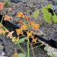 EPIMEDIUM pubigerum 'Orange Königin'