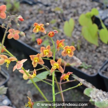 EPIMEDIUM pubigerum &#039;Orange Königin&#039;