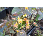 EPIMEDIUM pubigerum 'Orange K&ouml;nigin'