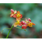 Epimedium x warleyense