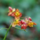 Epimedium x warleyense