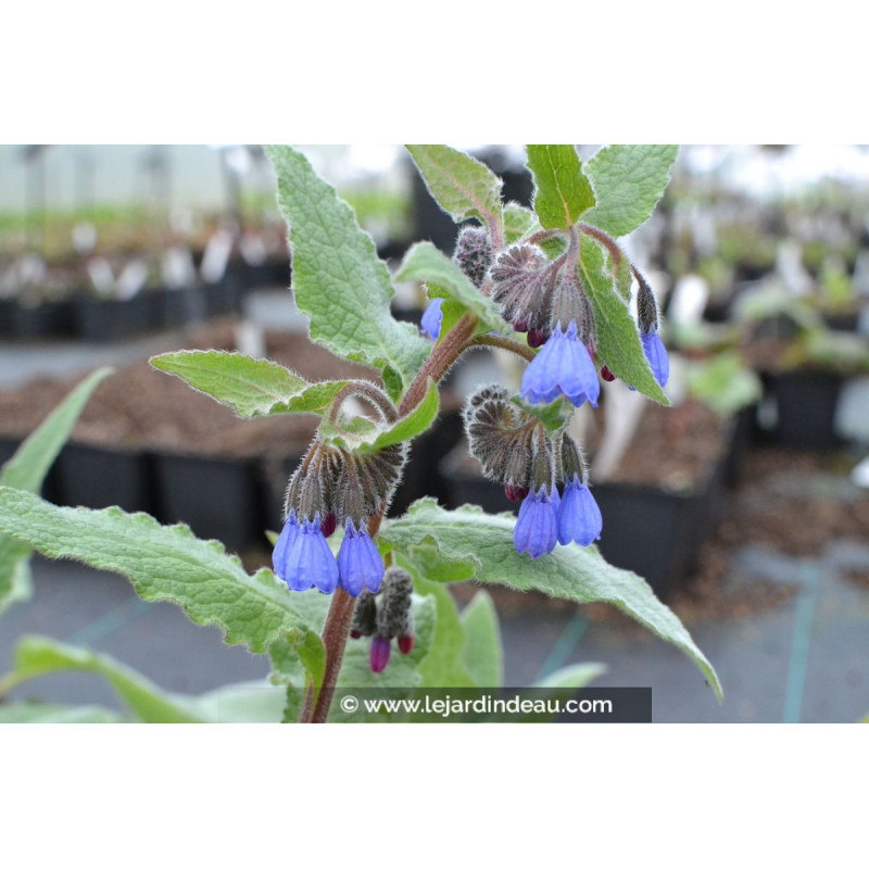 SYMPHYTUM caucasicum