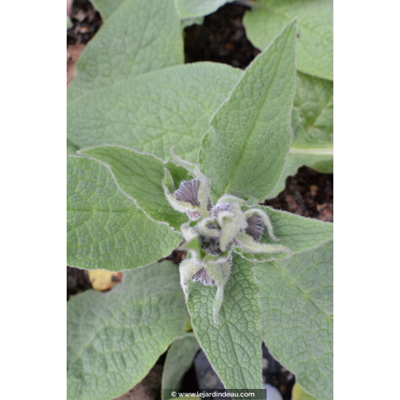 SYMPHYTUM caucasicum