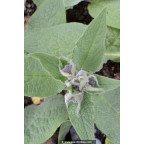 SYMPHYTUM caucasicum