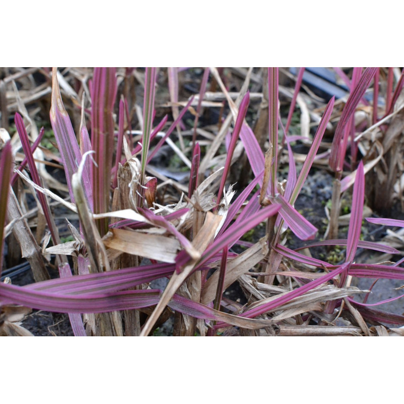 GLYCERIA maxima 'Variegata'