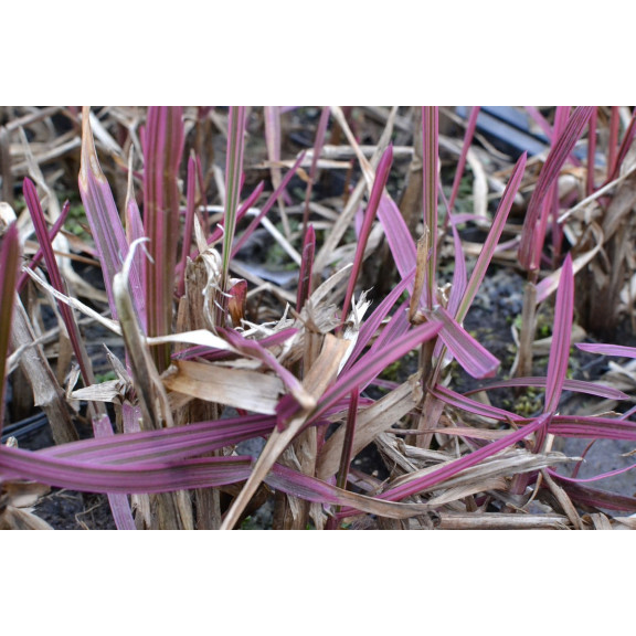 GLYCERIA maxima 'Variegata'