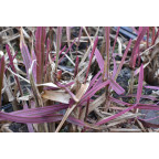 GLYCERIA maxima 'Variegata'