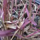 GLYCERIA maxima 'Variegata'