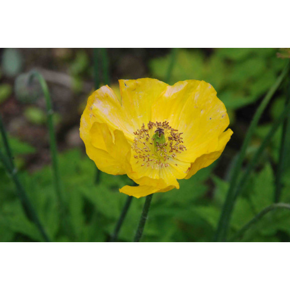 Meconopsis cambrica