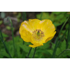 Meconopsis cambrica