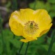 Meconopsis cambrica