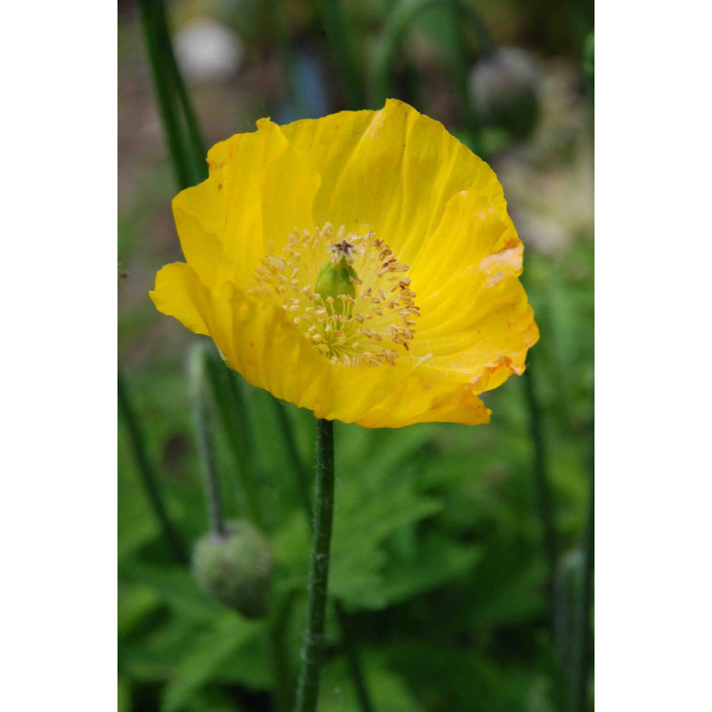 Meconopsis cambrica