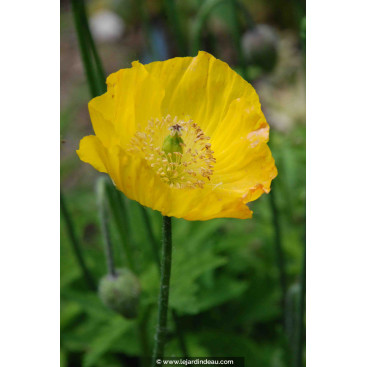 MECONOPSIS cambrica