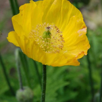 Meconopsis cambrica