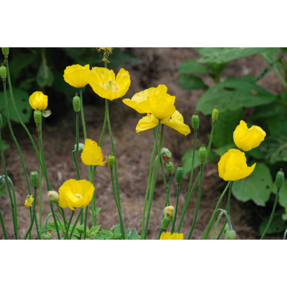 Meconopsis cambrica