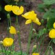 Meconopsis cambrica