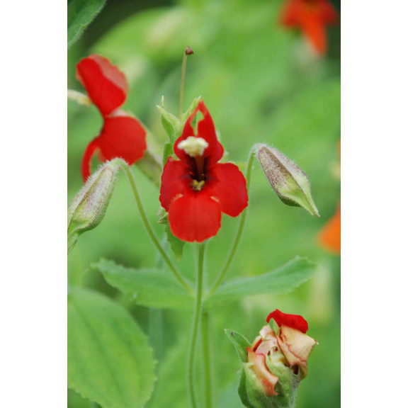 MIMULUS cardinalis