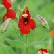 MIMULUS cardinalis