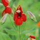 MIMULUS cardinalis