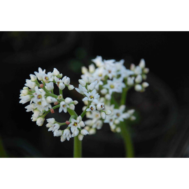 MUKDENIA rossii 'Karasuba'