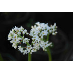 MUKDENIA rossii 'Karasuba'