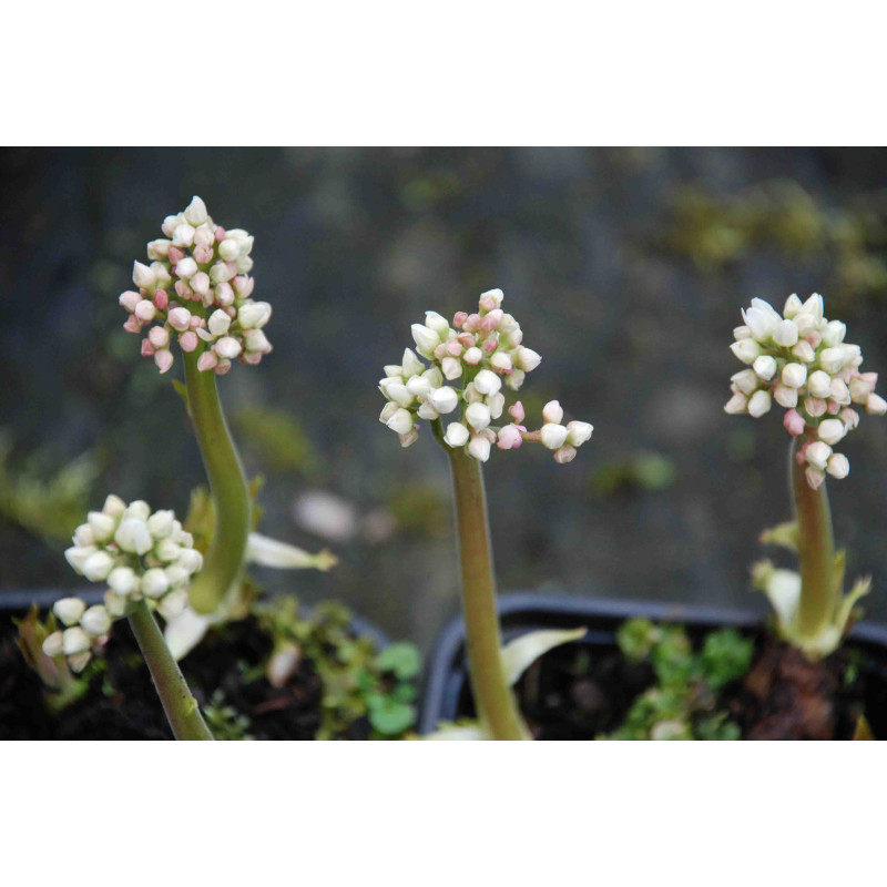 MUKDENIA rossii 'Karasuba'