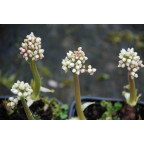 MUKDENIA rossii 'Karasuba'