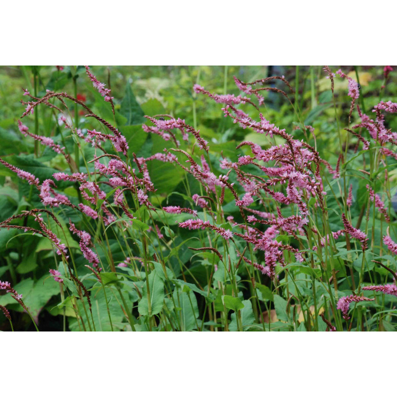 PERSICARIA amplexicaulis 'Pink Elephant' &copy;