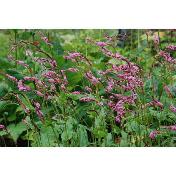 PERSICARIA amplexicaulis 'Pink Elephant' &copy;