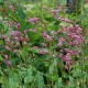 PERSICARIA amplexicaulis 'Pink Elephant' ©