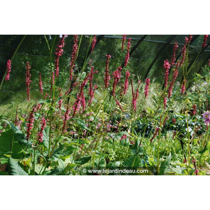 PERSICARIA amplexicaulis 'Summer Dance'