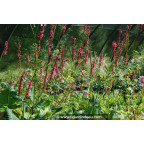PERSICARIA amplexicaulis 'Summer Dance'