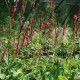 PERSICARIA amplexicaulis 'Summer Dance'