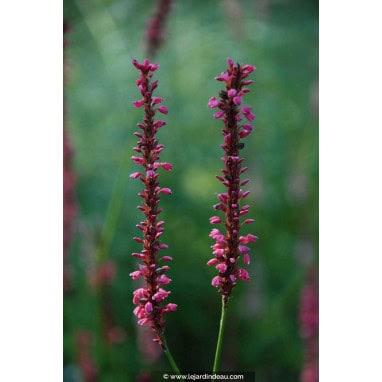 PERSICARIA amplexicaulis \'Summer Dance\' - Renou&eacute;e \'Summer Dance\'/ Polygonum rose