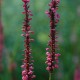 PERSICARIA amplexicaulis 'Summer Dance'