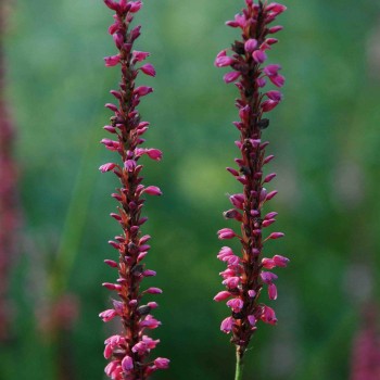 PERSICARIA amplexicaulis &#039;Summer Dance&#039;