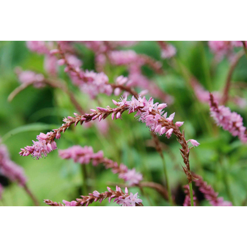 PERSICARIA amplexicaulis 'Pink Elephant' &copy;