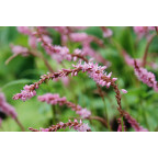 PERSICARIA amplexicaulis 'Pink Elephant' &copy;