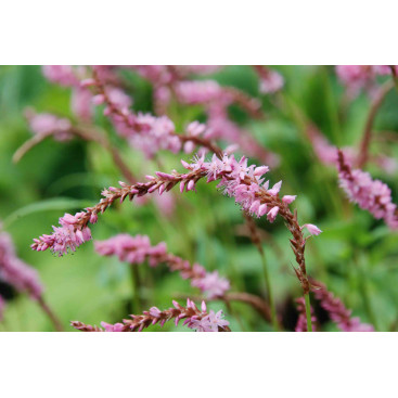 PERSICARIA amplexicaulis \'Pink Elephant\'