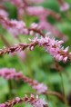 PERSICARIA amplexicaulis 'Pink Elephant' ©