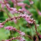 PERSICARIA amplexicaulis 'Pink Elephant' ©