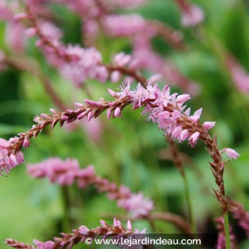 PERSICARIA amplexicaulis 'Pink Elephant' ©