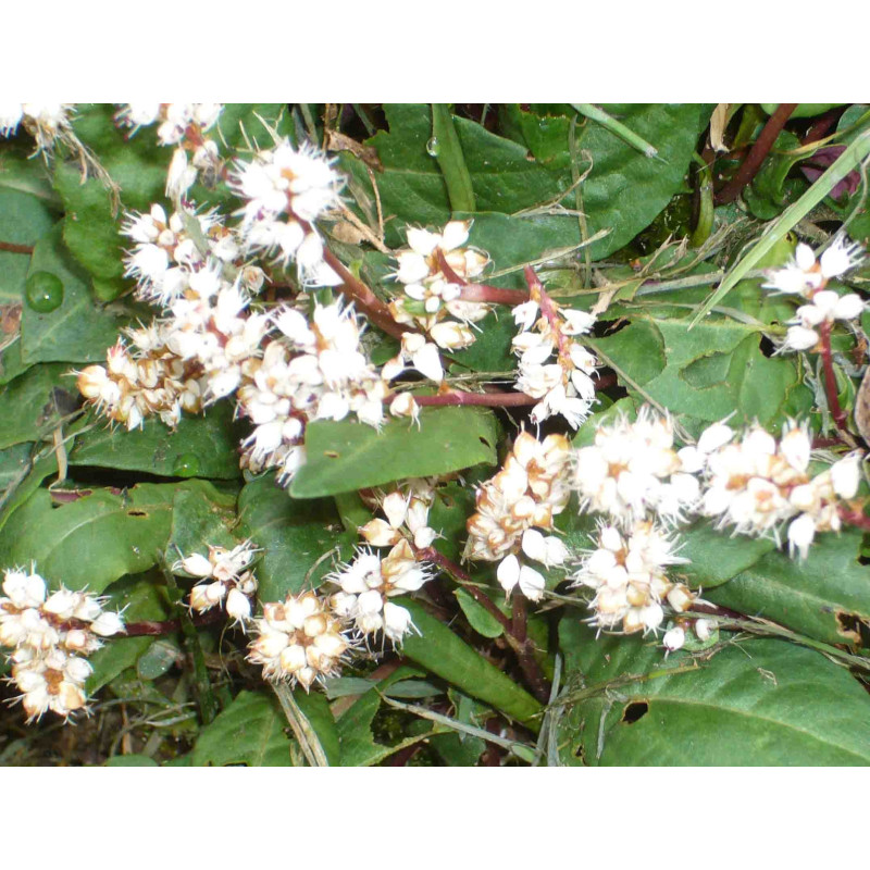 PERSICARIA tenuicaulis PERSICARIA tenuicaulis