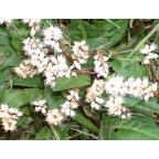 PERSICARIA tenuicaulis PERSICARIA tenuicaulis