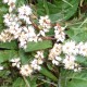 PERSICARIA tenuicaulis