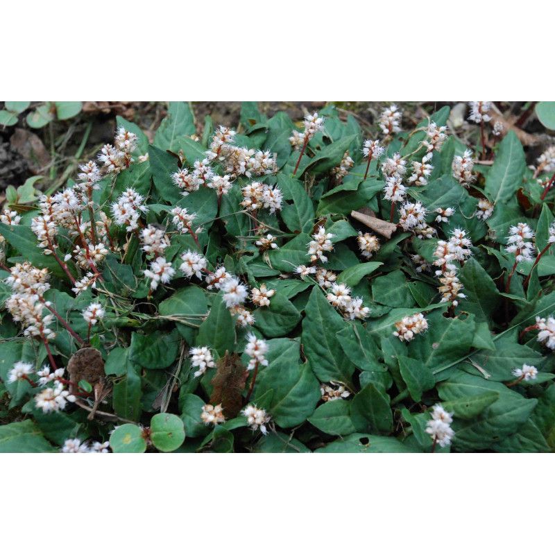 PERSICARIA tenuicaulis PERSICARIA tenuicaulis