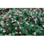 PERSICARIA tenuicaulis PERSICARIA tenuicaulis