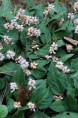 PERSICARIA tenuicaulis