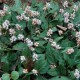 PERSICARIA tenuicaulis