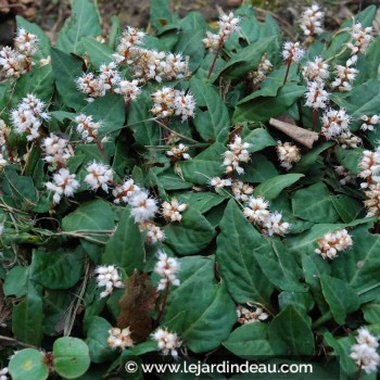 PERSICARIA tenuicaulis